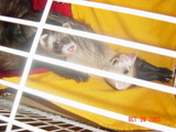 20061005_1