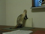 20061120_2