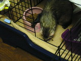 20070414_3