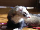 20061106_3