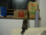 20061120_3