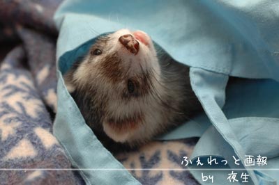 051125-8クマ