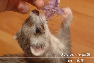 タッチ タッチ フェレット画報