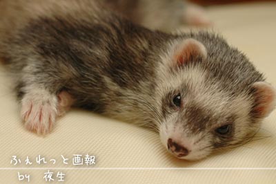 051125-9クマ