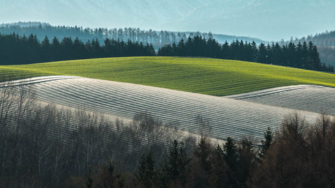 Green of Early May 7