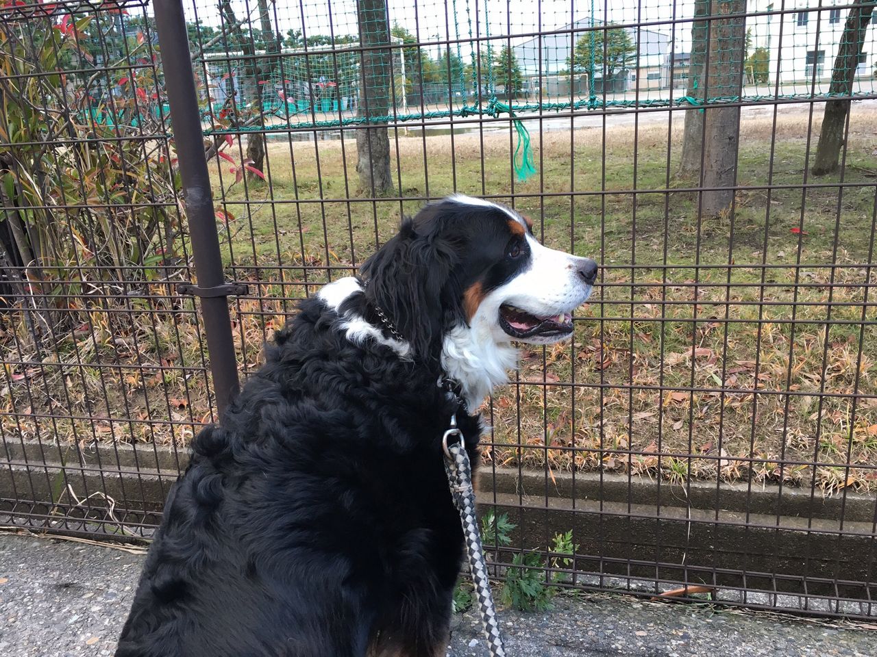 大きくて黒い犬は噛むって決まってるんですか フェイたんダイアリー In 新潟 大きくて黒い犬は噛むって決まってるんですか フェイたんダイアリー In 新潟