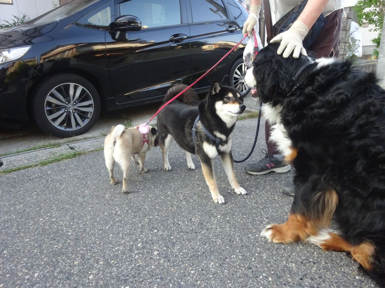 貴重な大型犬友達 フェイたんダイアリー In 新潟 貴重な大型犬友達 フェイたんダイアリー In 新潟