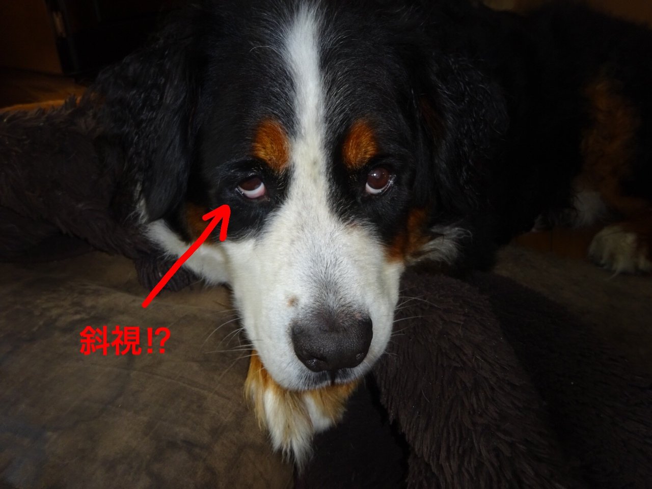 フェイたんの時々見せるこの目って斜視でしょうか フェイたんダイアリー In 新潟