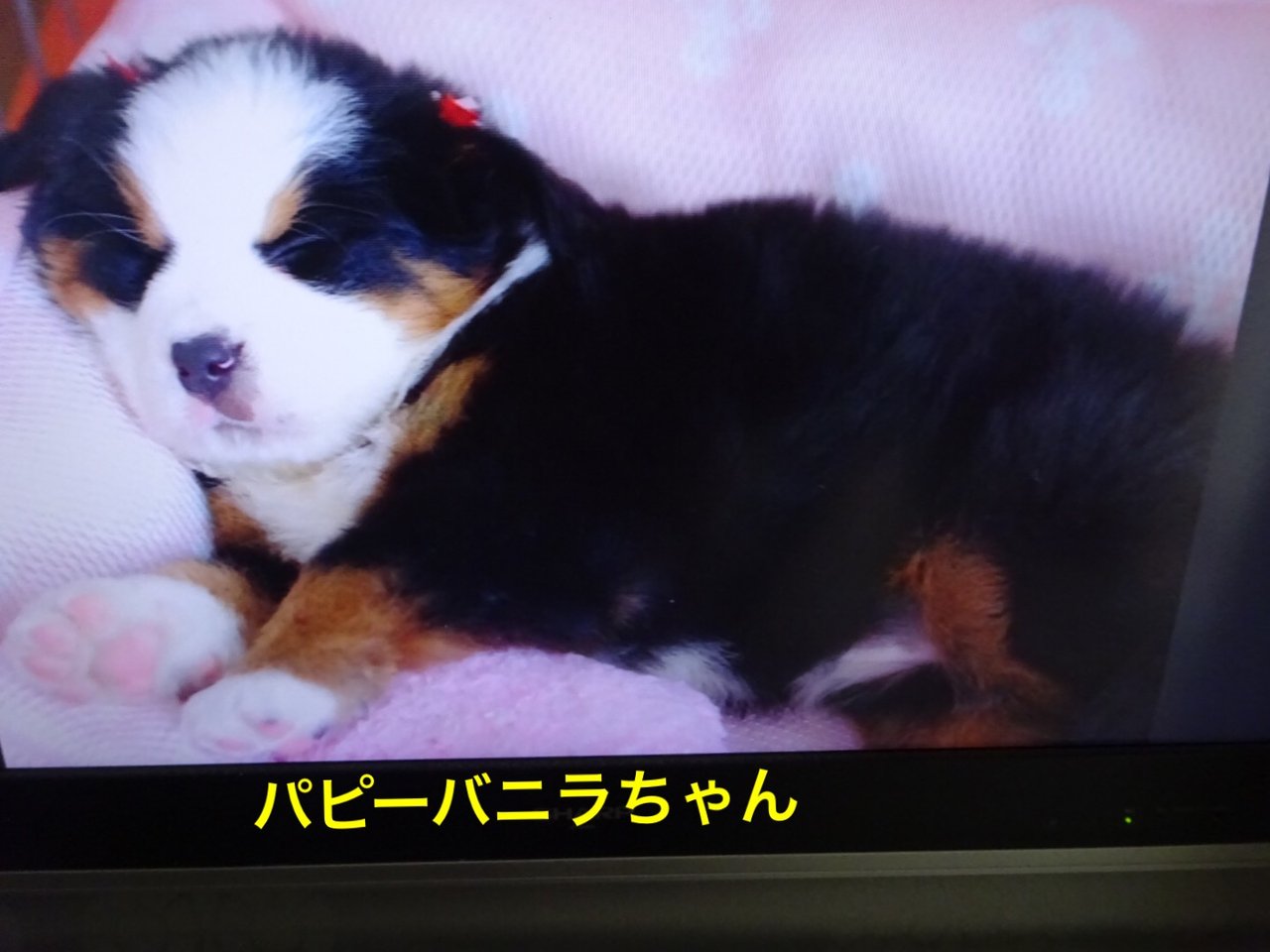 お友達のバニラちゃんの写真がテレビでいっぱい出たーっ フェイたんダイアリー In 新潟 お友達のバニラちゃんの写真がテレビでいっぱい出たーっ フェイたんダイアリー In 新潟
