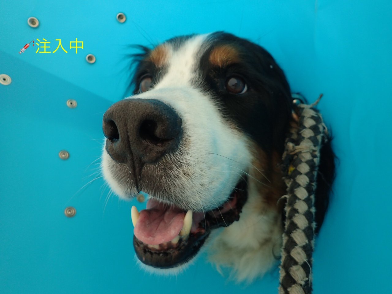 吐き気止め注射2日目 フェイたんダイアリー In 新潟