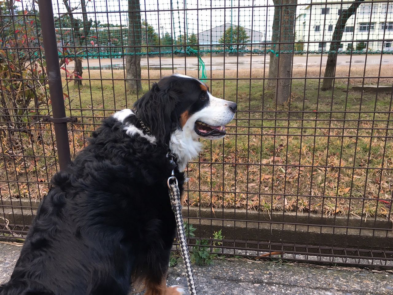 大きくて黒い犬は噛むって決まってるんですか フェイたんダイアリー In 新潟