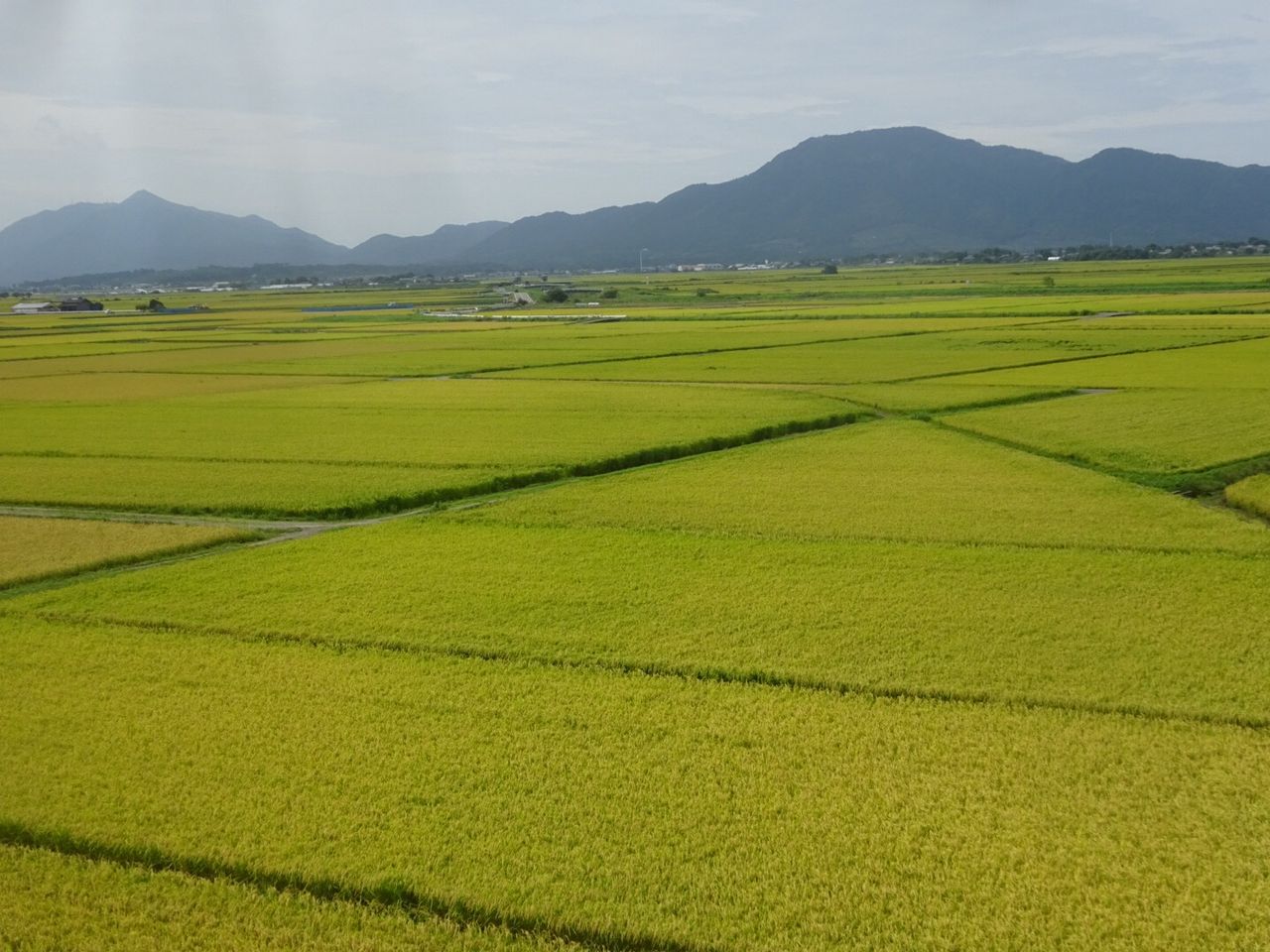 色づく越後平野に広がる水田地帯 フェイたんダイアリー In 新潟