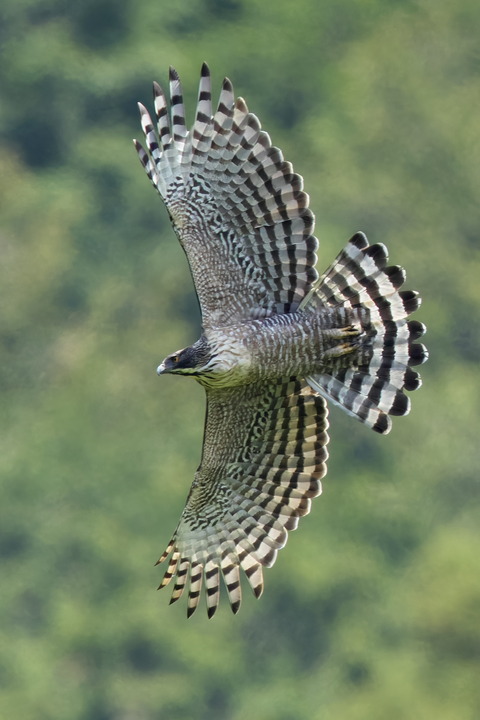 R52_6908bb