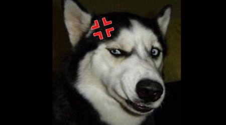 ikari