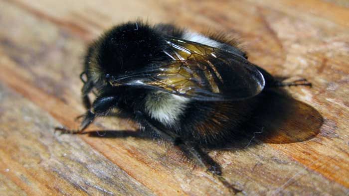 飛べるのに飛ばなくなる「ノミ」飛べるはずがないのに飛んでしまう「蜂」 : ねおぶろぐ