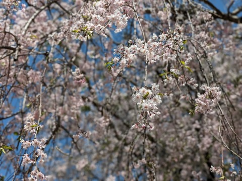 PXL_20240414_040107056.PORTRAIT