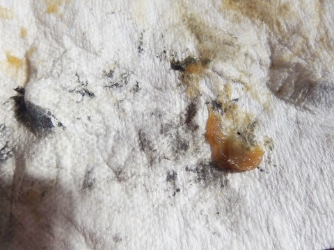 P1244416