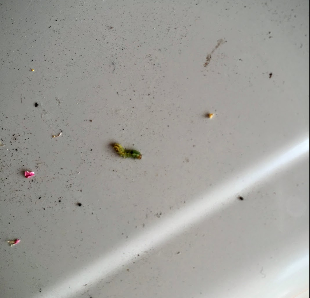 ビオラを食べる食べる ヨトウムシ退治 4green七転び八起きベランダガーデニング記録