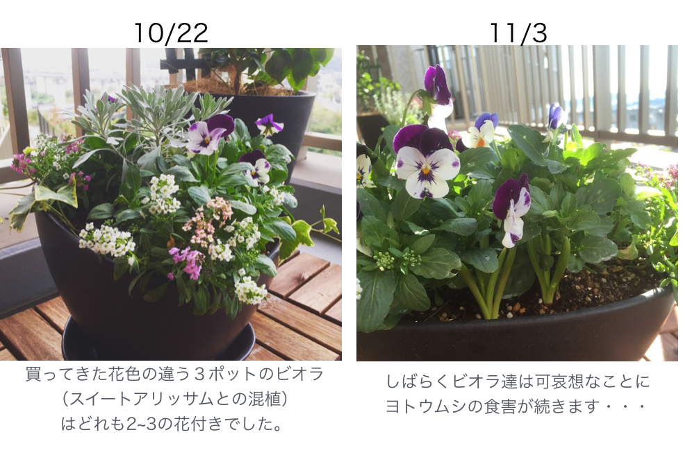 安いビオラ と ブランドビオラ 4green七転び八起きベランダガーデニング記録 安いビオラ と ブランドビオラ 4green七転び八起きベランダガーデニング記録
