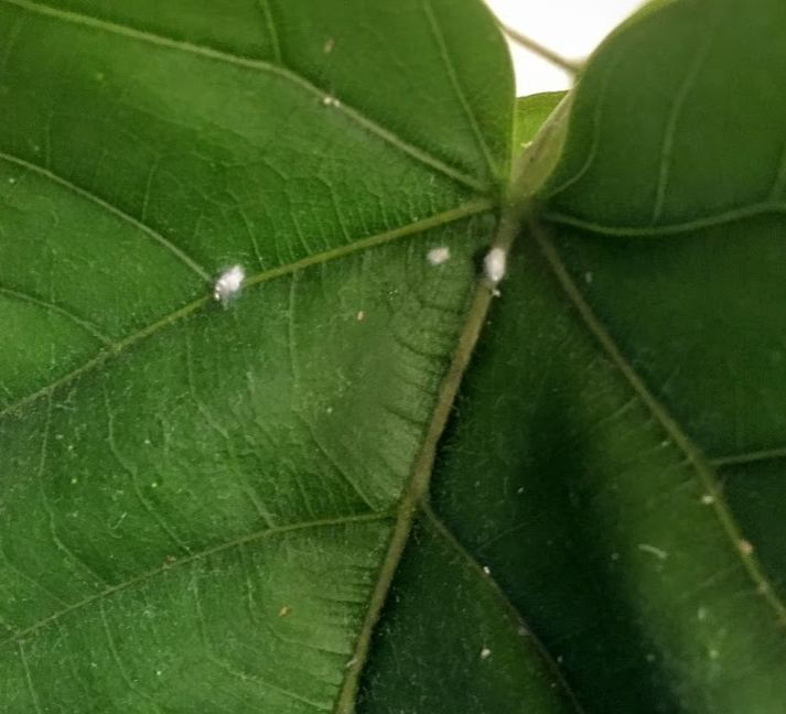 すべての美しい花の画像 ユニーク観葉 植物 ベタベタ