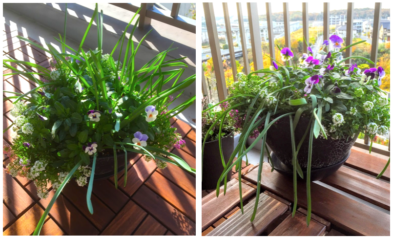 本の真似して 初ダブルデッカー寄せ植え 4green七転び八起きベランダガーデニング記録 本の真似して 初ダブルデッカー寄せ植え 4green七転び八起きベランダガーデニング記録