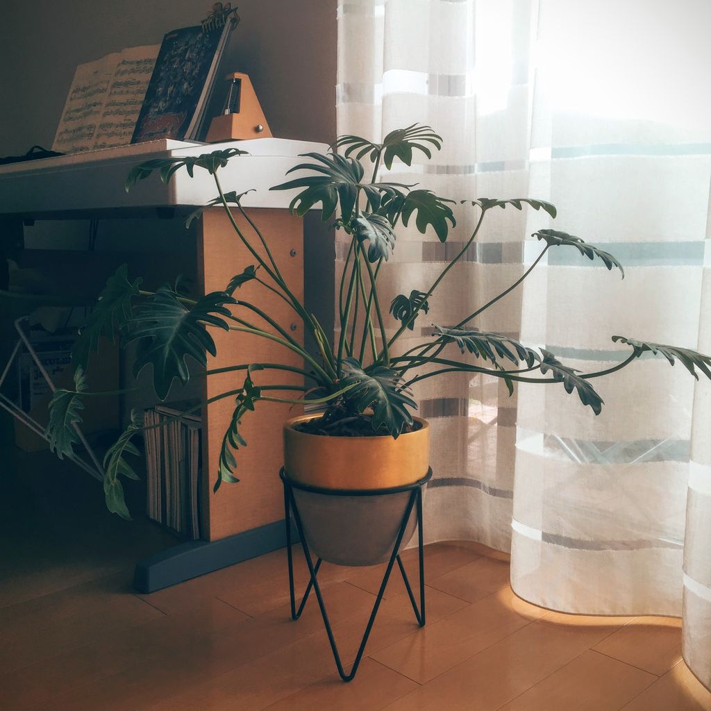 観葉植物の植え替え クッカバラ 4green七転び八起きベランダガーデニング記録