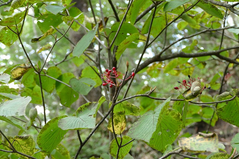 52