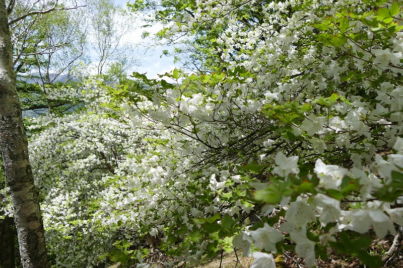 46