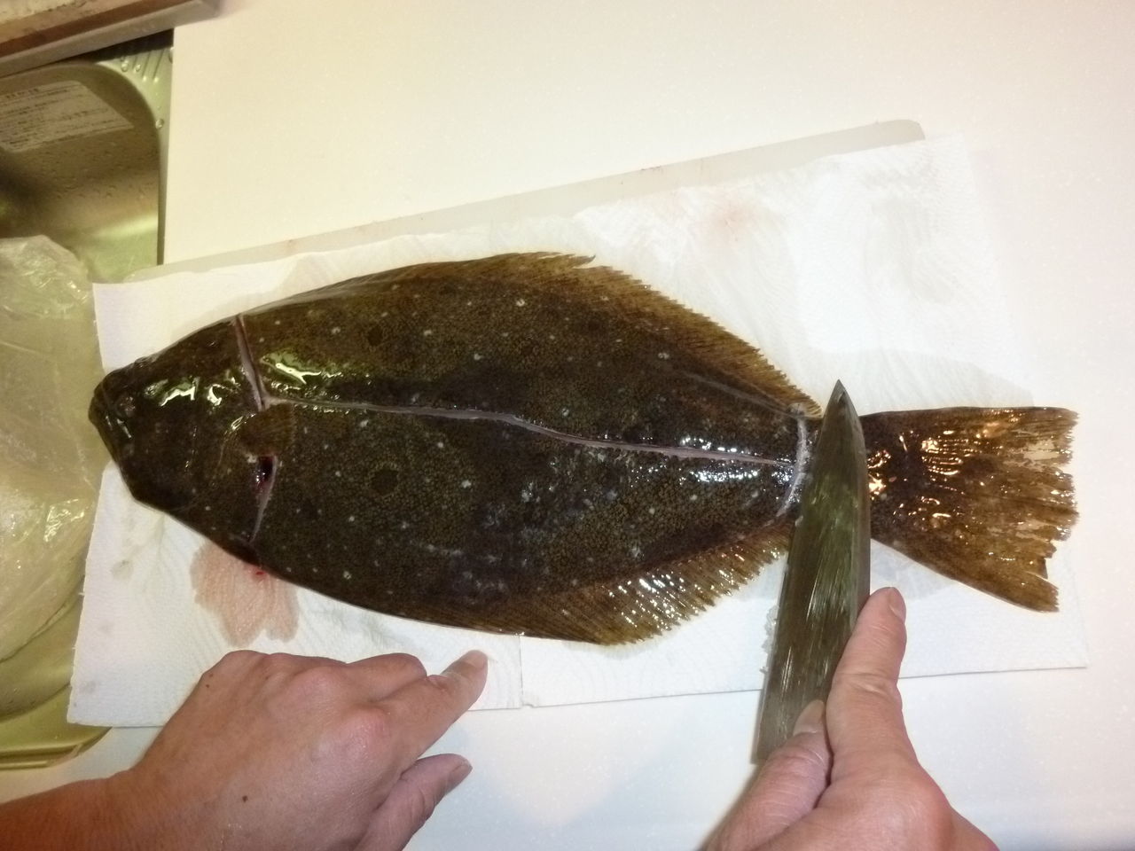 ヒラメ番外編 捌き方 Wood Village Fishing キムとゆかいな仲間達