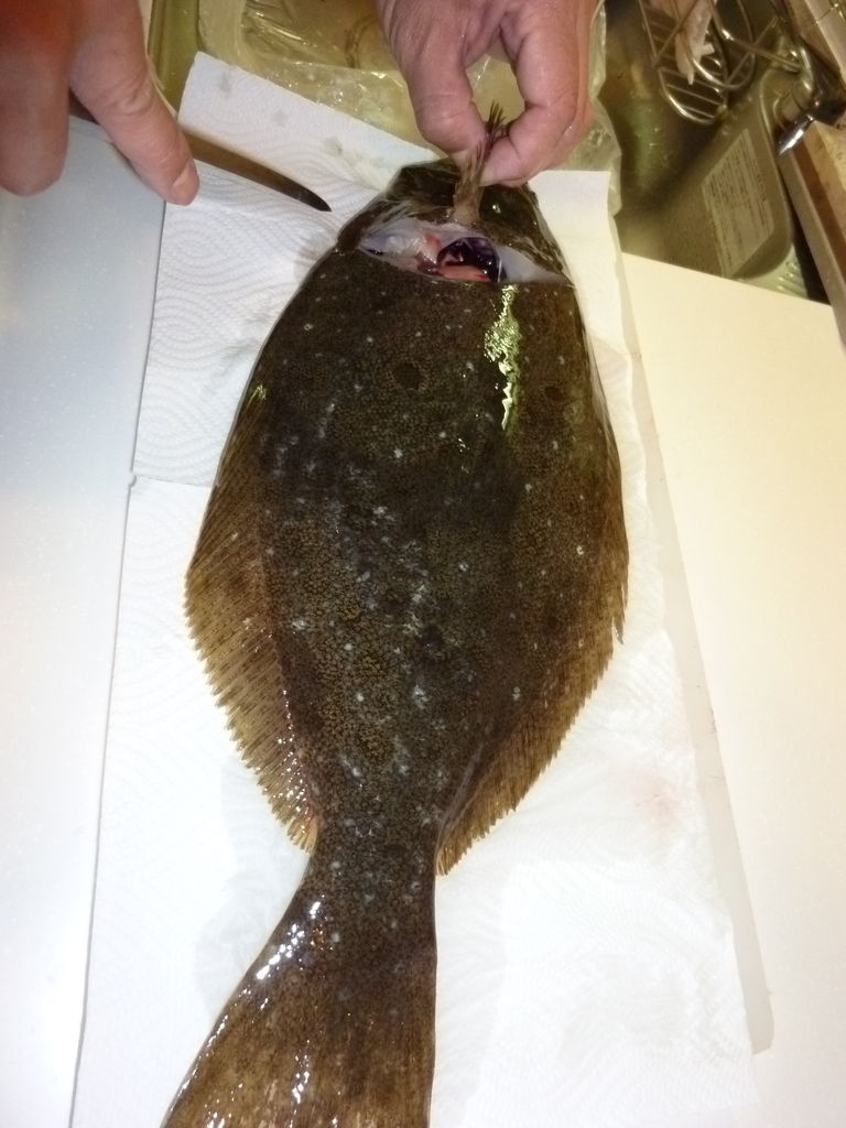 ヒラメ番外編 捌き方 Wood Village Fishing キムとゆかいな仲間達