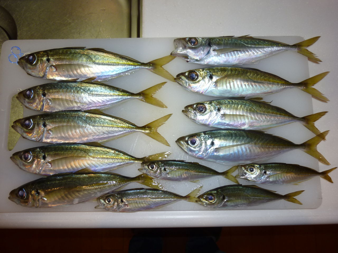 遠投かご釣りでアジ Wood Village Fishing キムとゆかいな仲間達