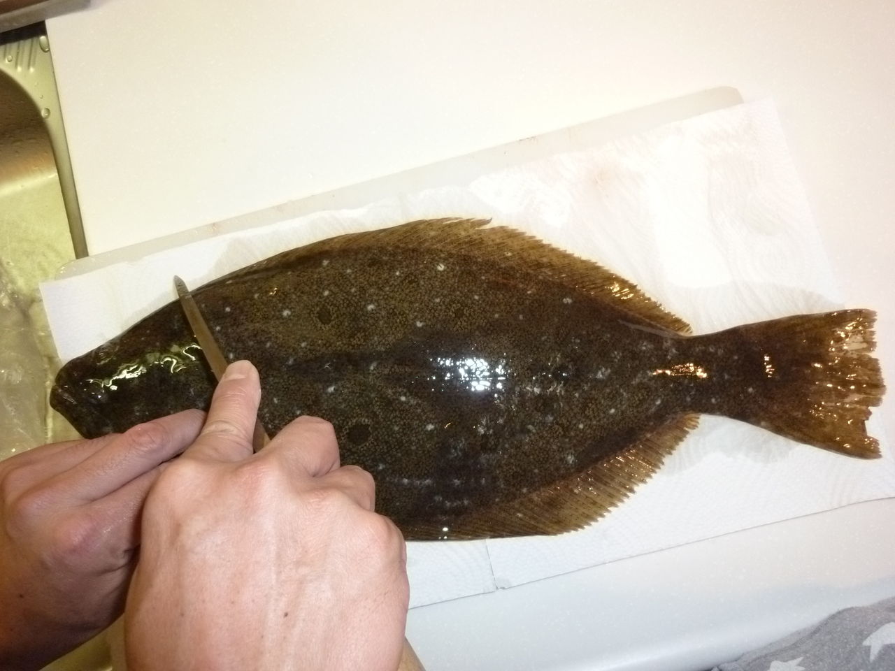 ヒラメ番外編 捌き方 Wood Village Fishing キムとゆかいな仲間達