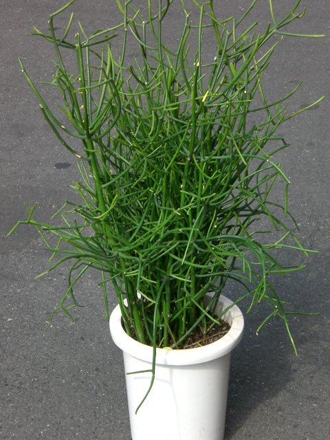 ミルクブッシュ 花屋のひとり言