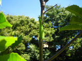 秋の草刈り06-5