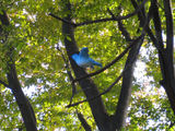 青い鳥