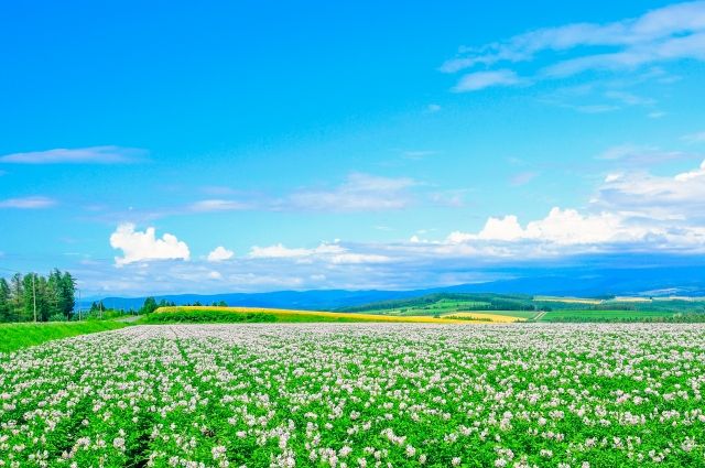 【朗報】 北海道さん、意外とちっさいどうだったｗ