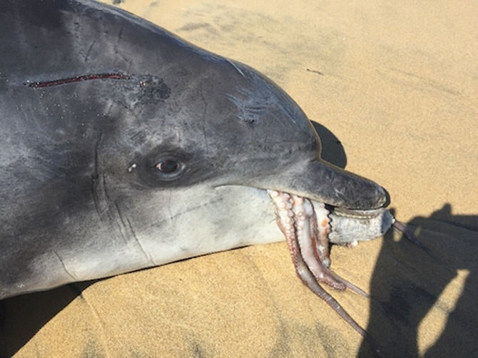 【悲報】イルカさん、タコを食べて窒息死