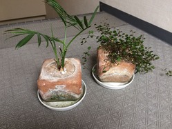 珪藻土の植木鉢 3