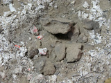 103.jpg