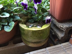 珪藻土の植木鉢 1