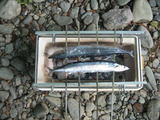 サンマ 炭火焼き