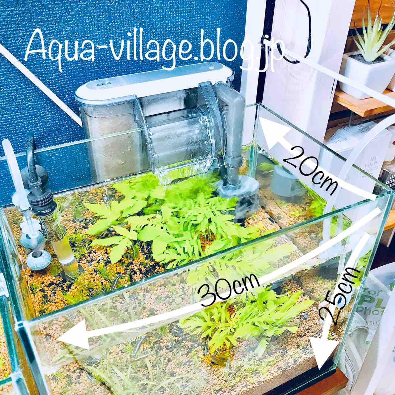 30cm水槽 水槽紹介 2 特許取得 高性能床材コトブキ工芸dr Soil フィルタ編 Aquaの村