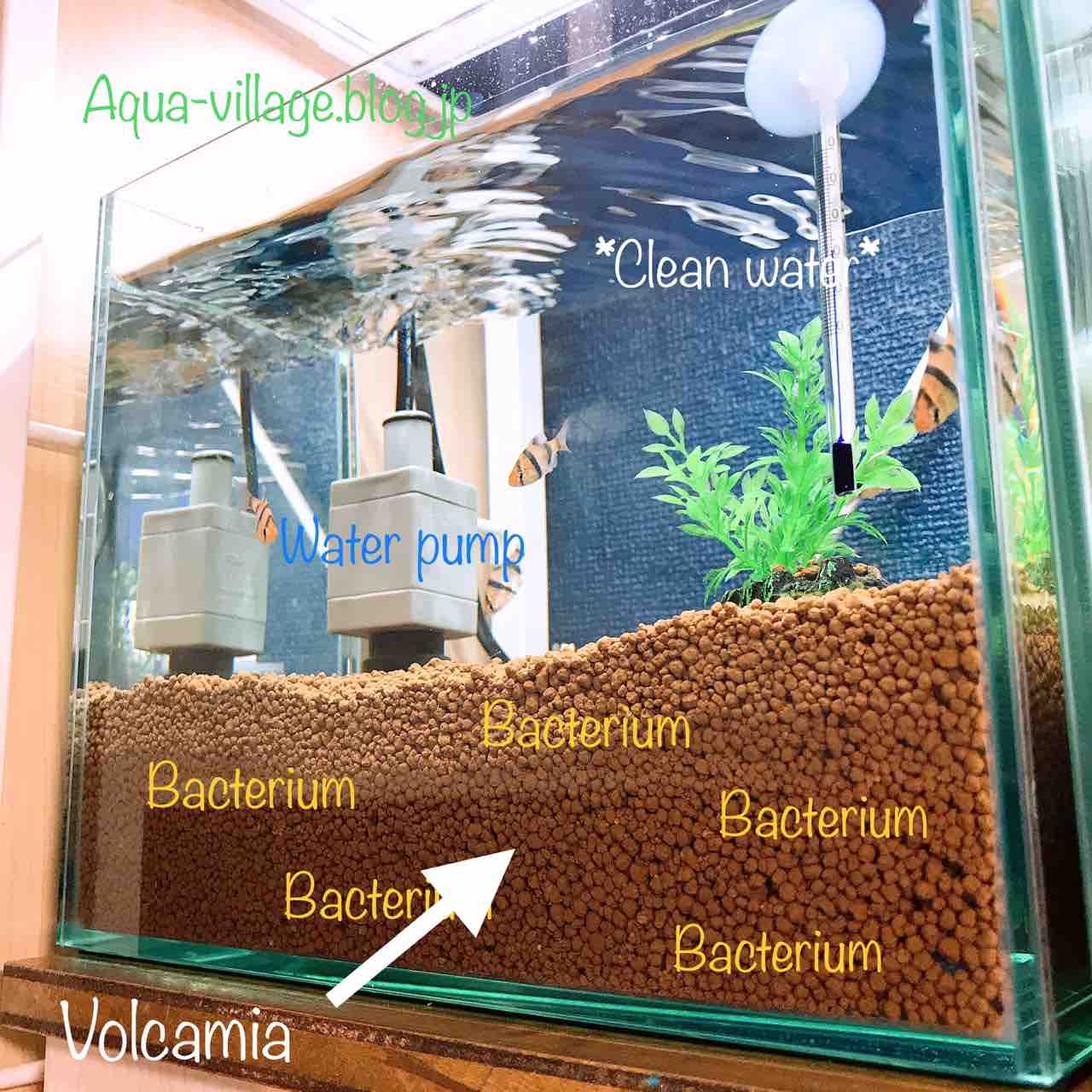 25cm水槽 水槽紹介 2 超高機能性活性底床材ブルカミアd フィルタ編 Aquaの村