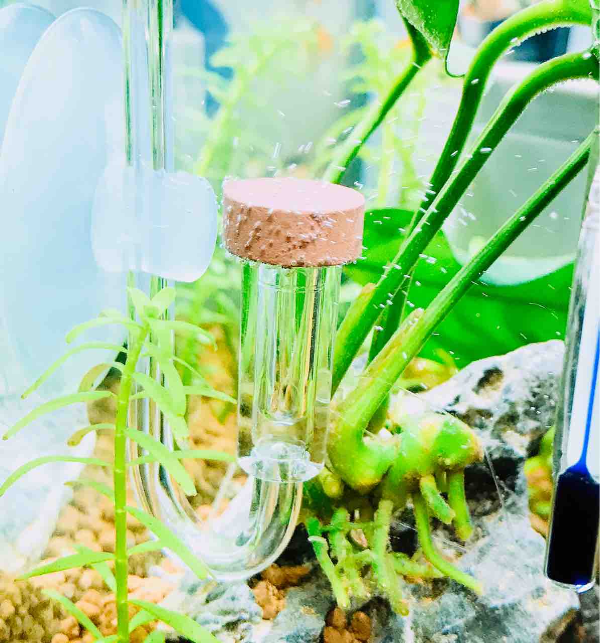 30cm水槽 流木レイアウトに挑戦 3 村長 外掛けやめるってよ 準備編その３ Aquaの村