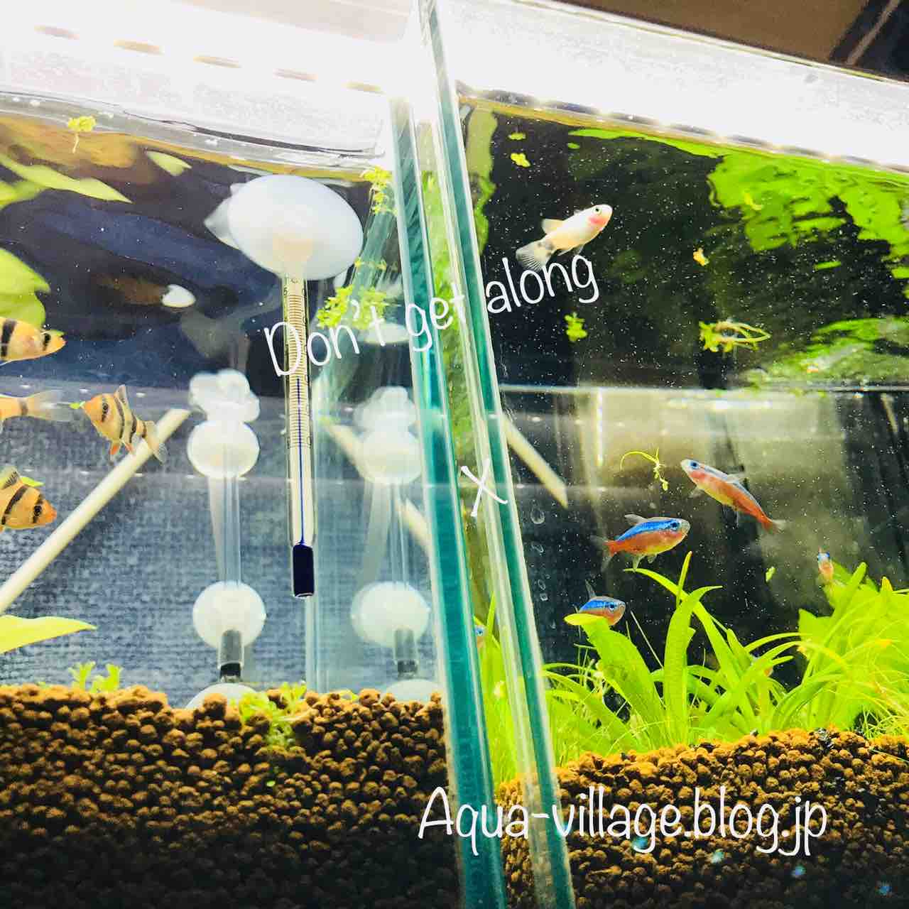 25cm水槽 水槽紹介 3 暴れん坊将軍 スマトラ 生体編 Aquaの村