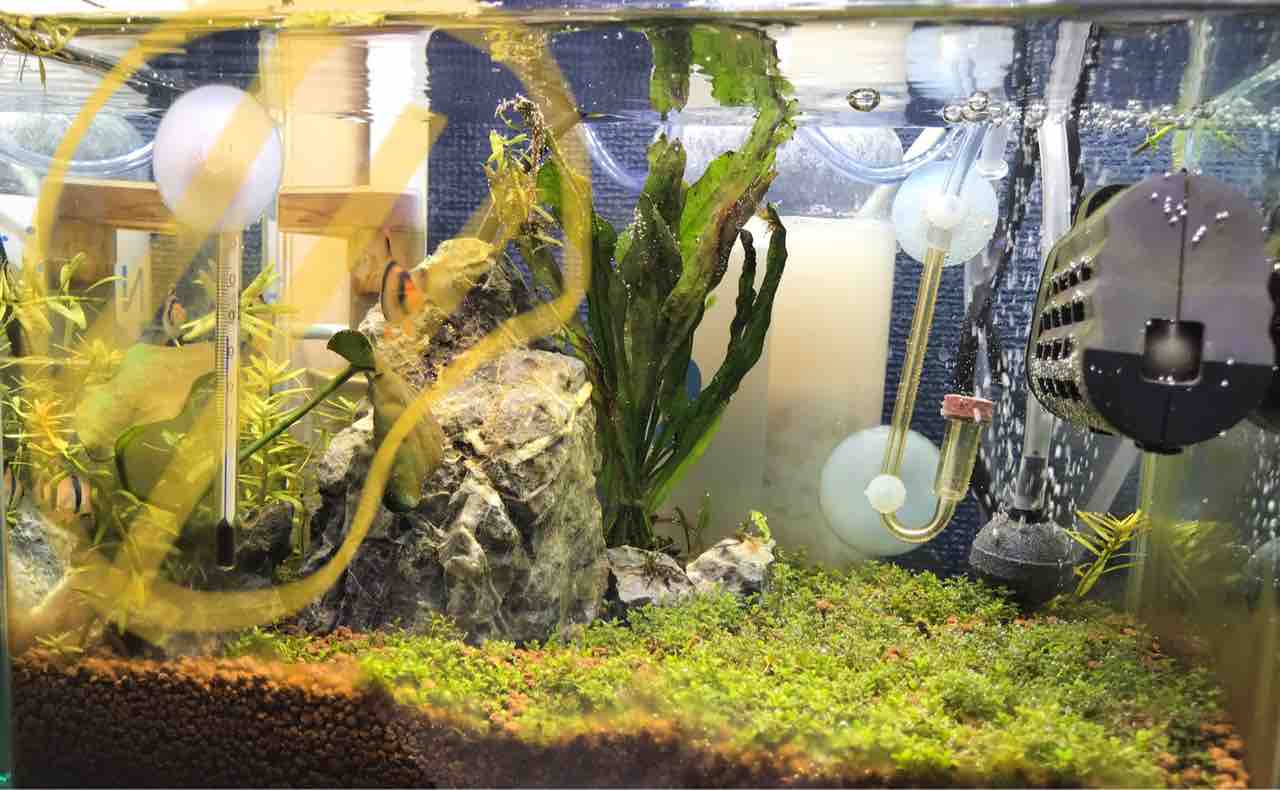 25cm水槽 現状報告 これは大問題だよ スマトラ君 Aquaの村