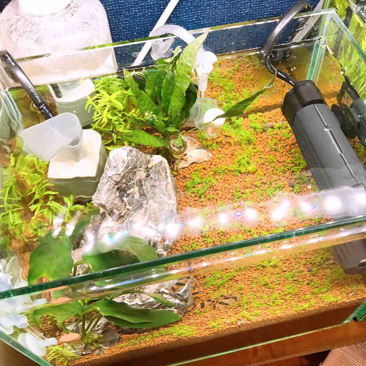 25cm水槽 水槽用ヒーターを導入 タテでも横でもok Gex Standy 55w 紹介 導入編 Aquaの村 25cm水槽 水槽用ヒーターを導入 タテでも横でもok Gex Standy 55w 紹介 導入編 Aquaの村