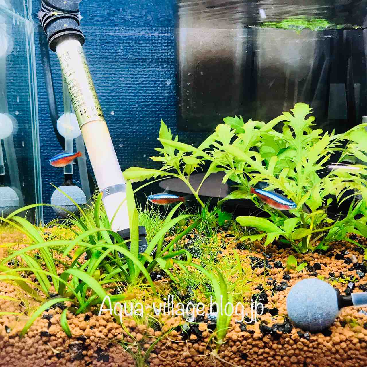 30cm水槽 水槽用ヒーターを導入 コトブキ セーフティオートsh 50w 紹介 導入編 Aquaの村