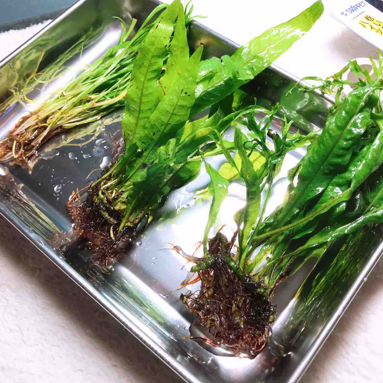 30cm水槽 流木レイアウトに挑戦 2 モスの活着と水草巻き付け 準備編その2 Aquaの村