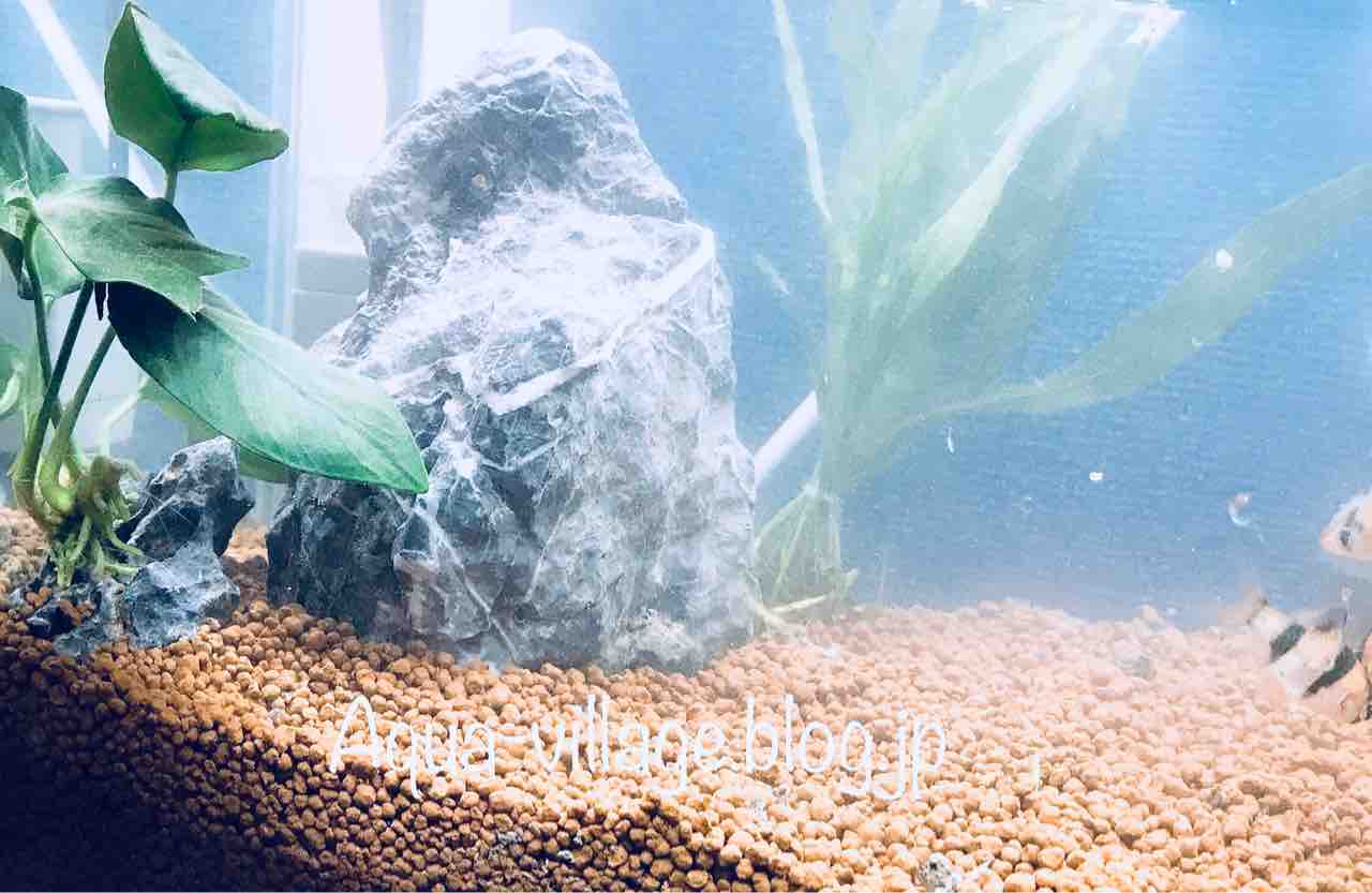 25cm水槽 レイアウト開始 2 ぐんぐん伸びてポンプを隠して 後景草 ロタラ 導入編 Aquaの村